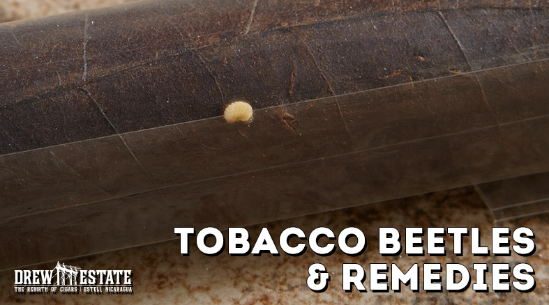 Tobacco Beetles content main image