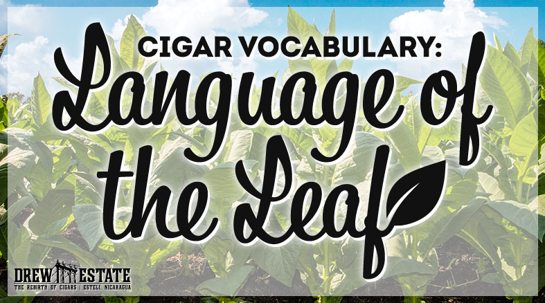 Cigar Vocabulary content main image